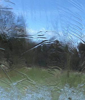 AA Kingfisher iceflower